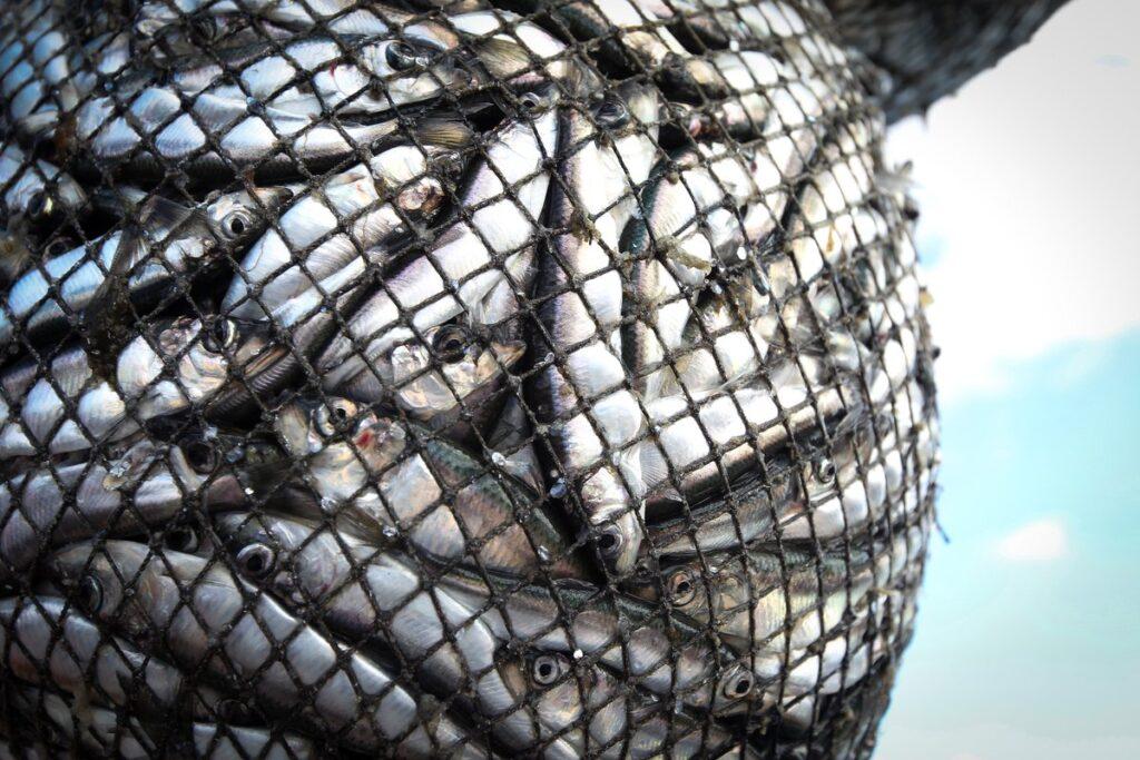 caught fish in net