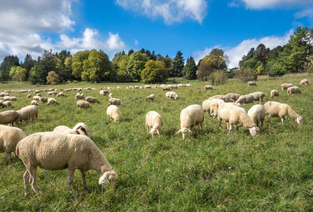 sheep field