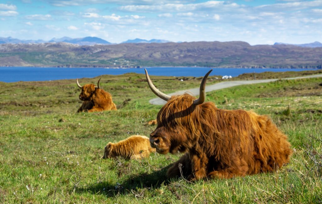 Highland Cows in Skye
