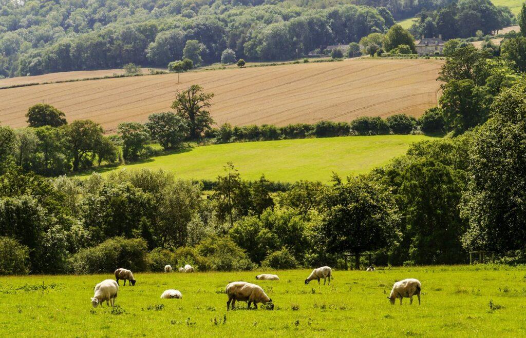 Sheep in fields