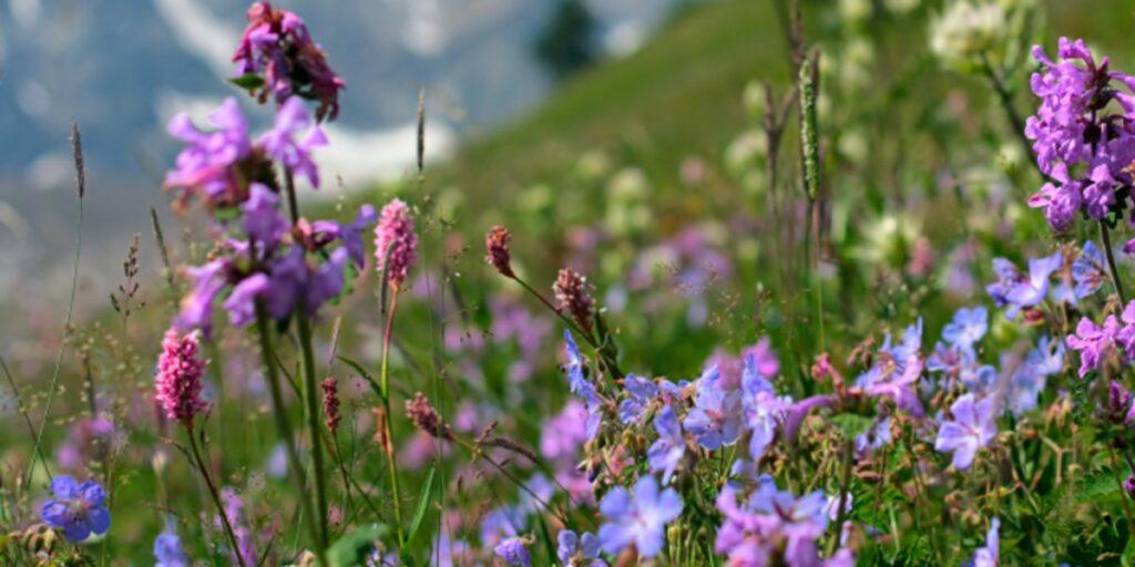 wildflowers