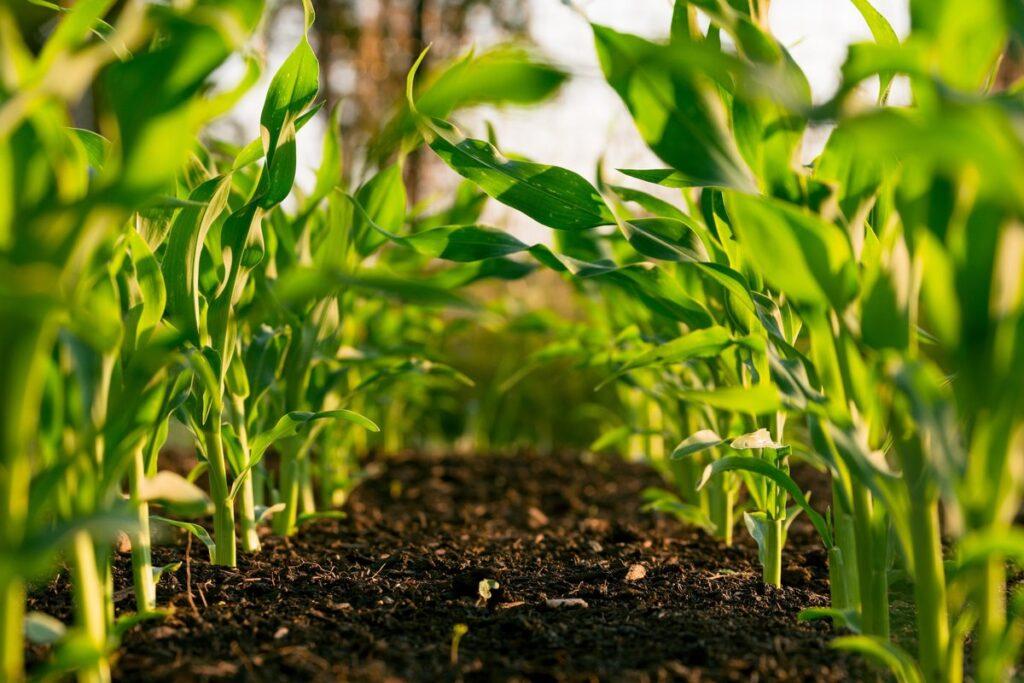 seedlings plants in soil