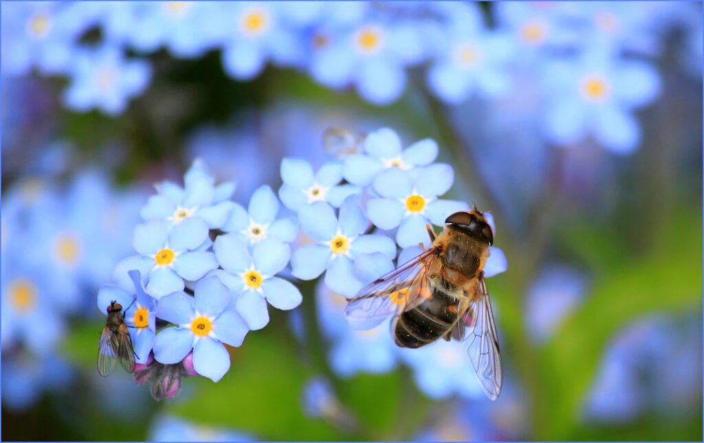 Biodiversity bee