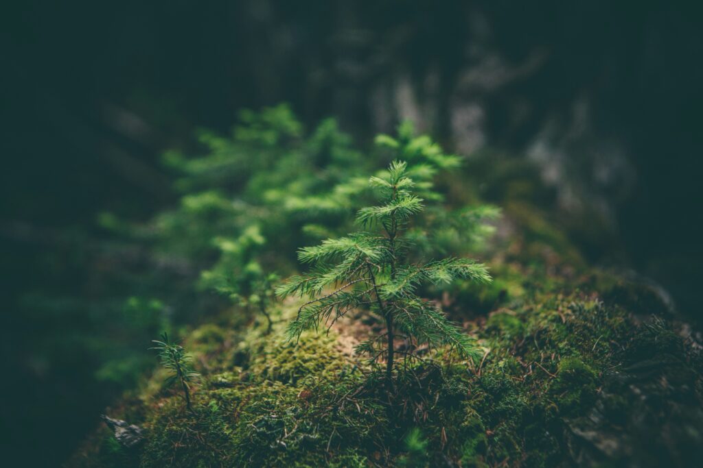 Credit Matthew Smith - Unsplash
