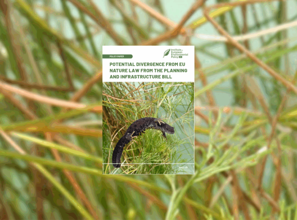 Great Crested Newt - Credit: Adobe Stock